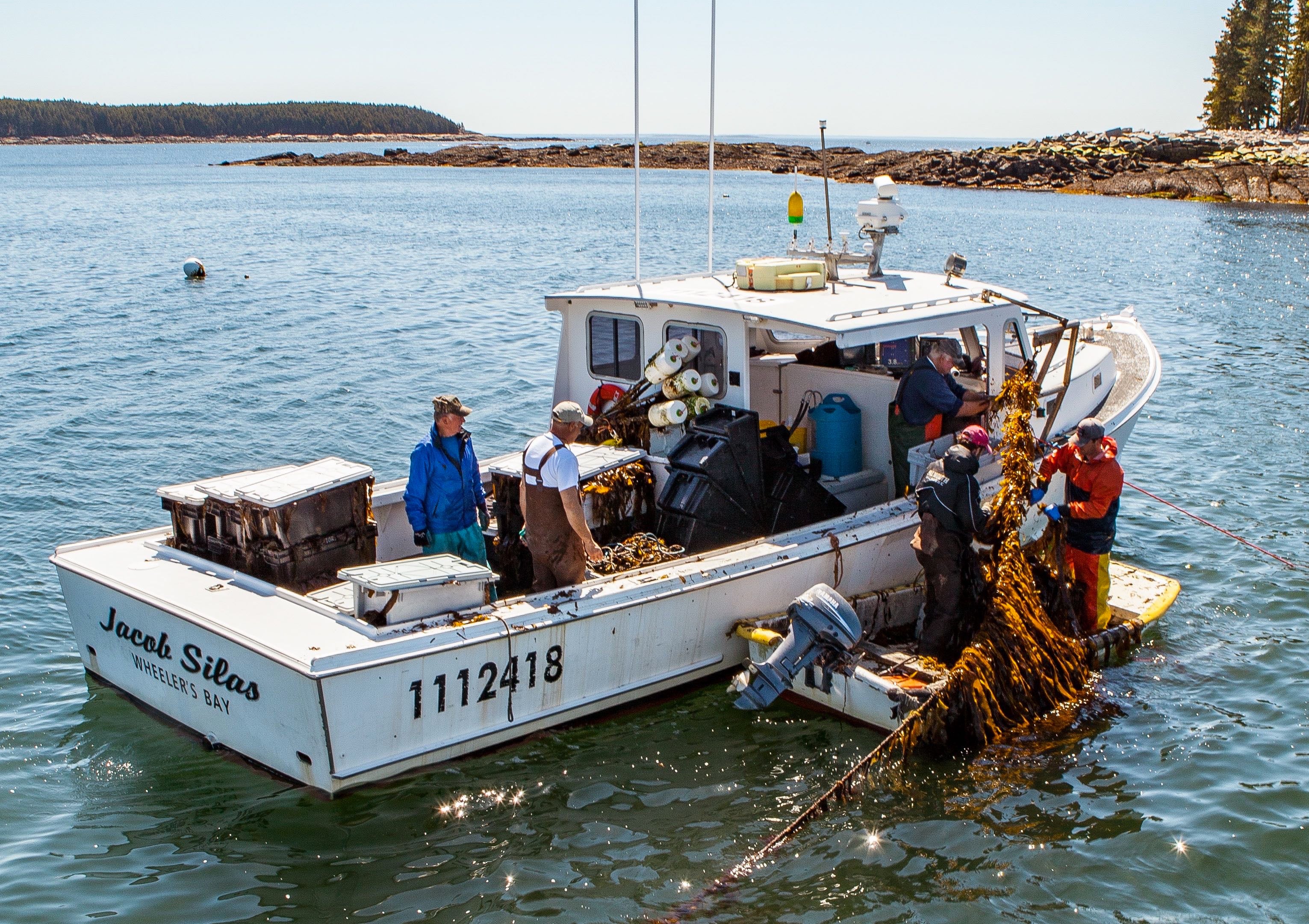 Maine S Edible Seaweed Industry May Double Production In Next Five   Edible Seaweed Market Analysis 1.17.20 Copy 